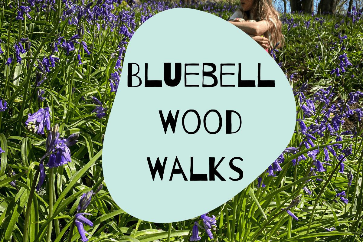bluebell woods walks in Yorkshire