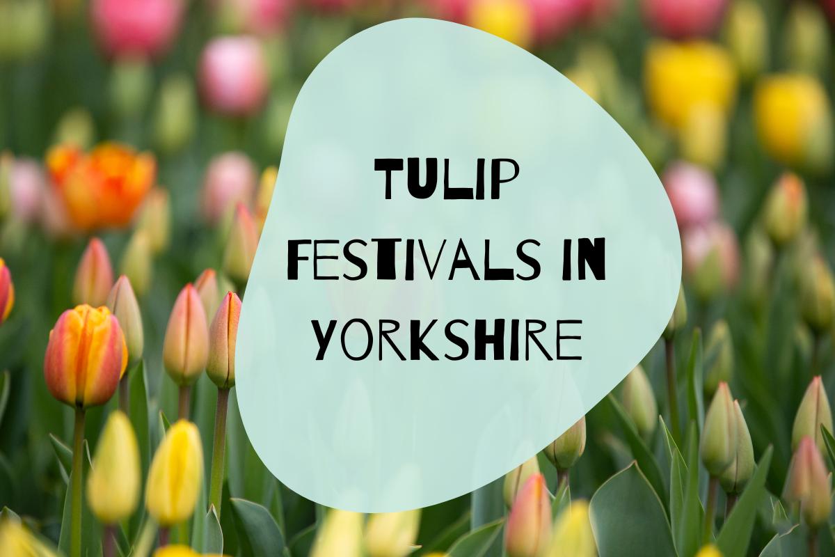 Yorkshire Tulip Festivals